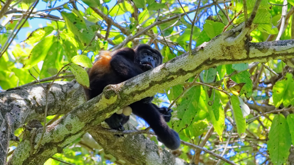 08 - Manuel Antonio NP (21) Singe Hurleur.jpg